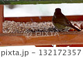 European robin feeding on seeds and nuts during snowfall 132172357