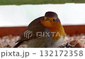 European robin with puffed up plumage sits on a bird feeder filled with seeds and hazelnuts, turning its head slightly in different directions 132172358