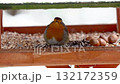 European robin feeding on seeds and nuts during snowfall 132172359