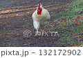White rooster walking on a dirt road 132172902