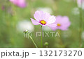 Cosmos blooming in the autumn sky 132173270