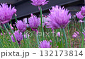 Purple chive flowers gently swaying in light breeze, revealing delicate petals against blurred industrial background with soft natural lighting 132173814