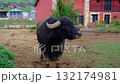 A majestic black water buffalo with large, curved horns stands peacefully in a muddy farm enclosure 132174981