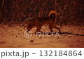 Woman walking her dog on a snowy street of a suburban area at night 132184864