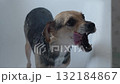 A woman washes small obedient dog in the bathtub 132184867