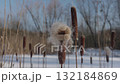 Adult cattails reed plants disperse seeds by the frozen lake shore on a sunny winter day 132184869