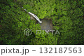 Fiji, Nadi Waterfall: Breathtaking aerial view huge waterfall cascading into a tranquil pond within a vibrant, untouched green rainforest. Drone flight footage panorama Fiji, Nadi Waterfall: Breathtaking aerial view huge waterfall cascading into a tranquil pond within a vibrant, untouched green rainforest. Drone flight footage panorama 132187563