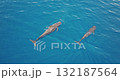 Aerial drone footage captures two pilot whales gracefully navigating clear blue ocean waters, showcasing the beauty and tranquility of marine wildlife. Wild nature sea travel background. Slow motion Aerial drone footage captures two pilot whales gracefully navigating clear blue ocean waters, showcasing the beauty and tranquility of marine wildlife. Wild nature sea travel background. Slow motion 132187564