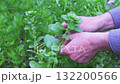 Close-up of male hands harvesting green leaves. 132200566