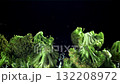 Broccoli rises and falls. Filmed on a high-speed camera at 1000 fps. High quality FullHD footage 132208972