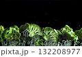 Broccoli rises and falls. Filmed on a high-speed camera at 1000 fps. High quality FullHD footage 132208977