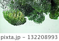 Broccoli fall underwater. Filmed on a high-speed camera at 1000 fps. High quality FullHD footage 132208993