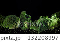 Broccoli rises and falls. Filmed on a high-speed camera at 1000 fps. High quality FullHD footage 132208997