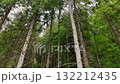 Low-angle perspective looking up at tall, silver-barked conifer trees piercing the dense green forest canopy 132212435