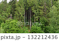 Vertical shot of deep coniferous forest with tall, slender trees and dense lower undergrowth in bright summer light 132212436