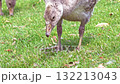 Greylag goose gosling pecking grass blades 132213043