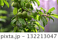 Green umeboshi plums on branch in rain 132213047