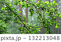 Green umeboshi plums on branch during rainfall 132213048