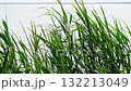 Fresh green reed grass swaying gently in the wind at lake steinhude 132213049