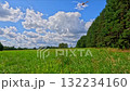 A large dragonfly soars confidently over a wide green meadow bordered by forest 132234160