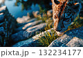 Close-up of a young leopard walking among sunlit rocks near water, symbolizing wilderness, strength, and natural beauty 132234177