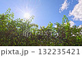 Sun above green bushes in bright clear summer sky 132235421