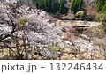 高森峠千本桜 132246434