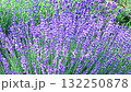 かんのファームラベンダー 132250878