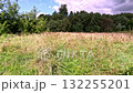 Dramatic clouds over meadow and trees before summer rain 132255201