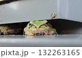 一隻青蛙 一隻青蛙 132263165