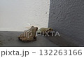 青蛙 青蛙 132263166