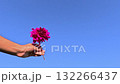 Hand holding pink flower against clear blue sky 132266437