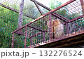 Monkey is in an enclosure. It is holding the cage looking bored. 132276524