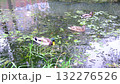 Ducks swim and forage in pond with lily pads in a Public Park during the afternoon. 132276526