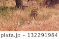 Leopard Walks Leisurely Through Tall Grass 132291984
