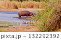 Hippopotamus slowly emerges from the water onto the shore. 132292392