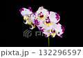 Blooming White - Magenta Orchid Phalaenopsis Flower on Black Background. Time Lapse. 4K. 132296597