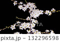 Cherry Blossom. White Flowers Blossoms on the Branches Cherry Tree. Dark Background. Time Lapse. 4K. 132296598