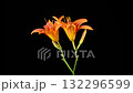 Orange Lily Blossoms. Time Lapse of Opening Beautiful Orange Lily Flowers. Black Background. 4K. 132296599