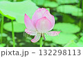 朝の光を受けて優雅で神秘的な色彩に映える 大賀ハスの花 (鹿央古代の森) 朝の光を受けて優雅で神秘的な色彩に映える 大賀ハスの花 (鹿央古代の森) 132298113