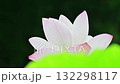 朝の光を受けて優雅で神秘的な色彩に映える 大賀ハスの花 (鹿央古代の森) 朝の光を受けて優雅で神秘的な色彩に映える 大賀ハスの花 (鹿央古代の森) 132298117