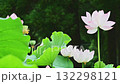 朝の光を受けて優雅で神秘的な色彩に映える 大賀ハスの花 (鹿央古代の森) 朝の光を受けて優雅で神秘的な色彩に映える 大賀ハスの花 (鹿央古代の森) 132298121
