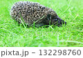 Hedgehog walking slowly on green grass in natural sunlight 132298760