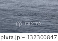 Aerial view of common dolphins feeding in Donegal bay, Ireland 132300847