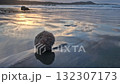 Sea urchin on a beach in Ireland during sunset 132307173