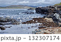 Seagulls feeding at Carrickfad, Portnoo beach in County Donegal, Ireland. 132307174