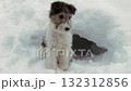 Fox terrier puppy is playing in the snow. The dog got into the hole 132312856