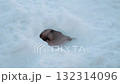 Fox terrier puppy is playing in the snow. The dog got into the hole 132314096