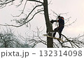 Cutting down trees in winter at altitude. Clearing thickets with a chainsaw. Tree sawing. High-altitude work, danger. The tree falls, the branches break. 132314098