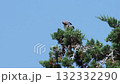 Eurasian jay or Garrulus Glandarius standing on a mediterranean tree branch and preening or cleaning or organising his plumage with his beak. Interesting view from below. Animal behaviour concept. 132332290